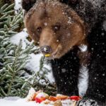 Medvědí vánoce 2025, Schwarzenberská granátnická garda, Foto/zdroj: Lubor Mrázek