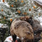 Medvědí vánoce 2025, Schwarzenberská granátnická garda, Foto/zdroj: Lubor Mrázek