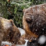 Medvědí vánoce 2025, Schwarzenberská granátnická garda, Foto/zdroj: Lubor Mrázek