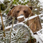 Medvědí vánoce 2025, Schwarzenberská granátnická garda, Foto/zdroj: Lubor Mrázek