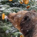 Medvědí vánoce 2025, Schwarzenberská granátnická garda, Foto/zdroj: Lubor Mrázek